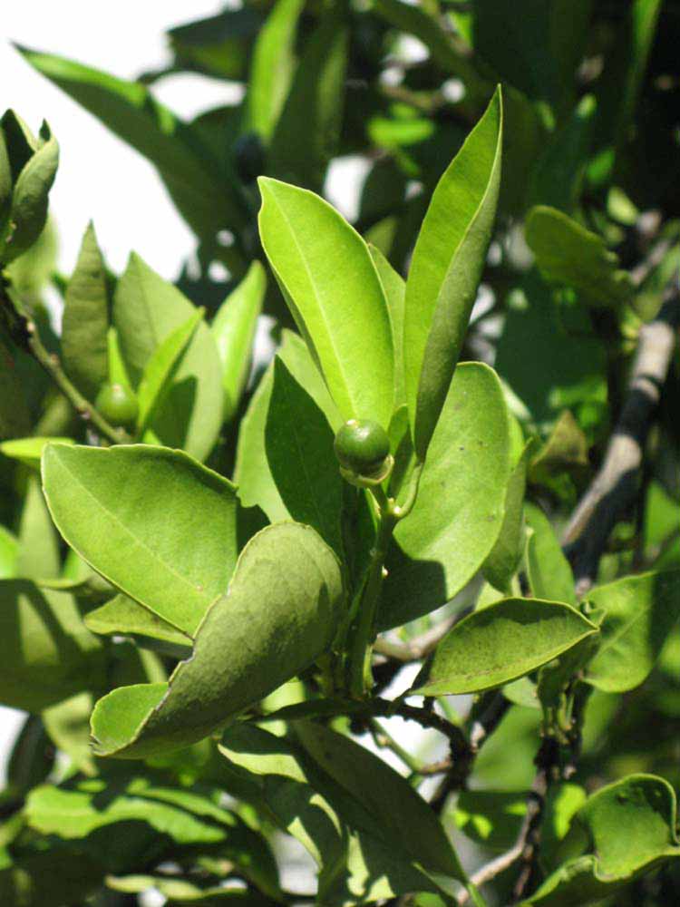                          Sun leaves (Winter Haven, FL)       